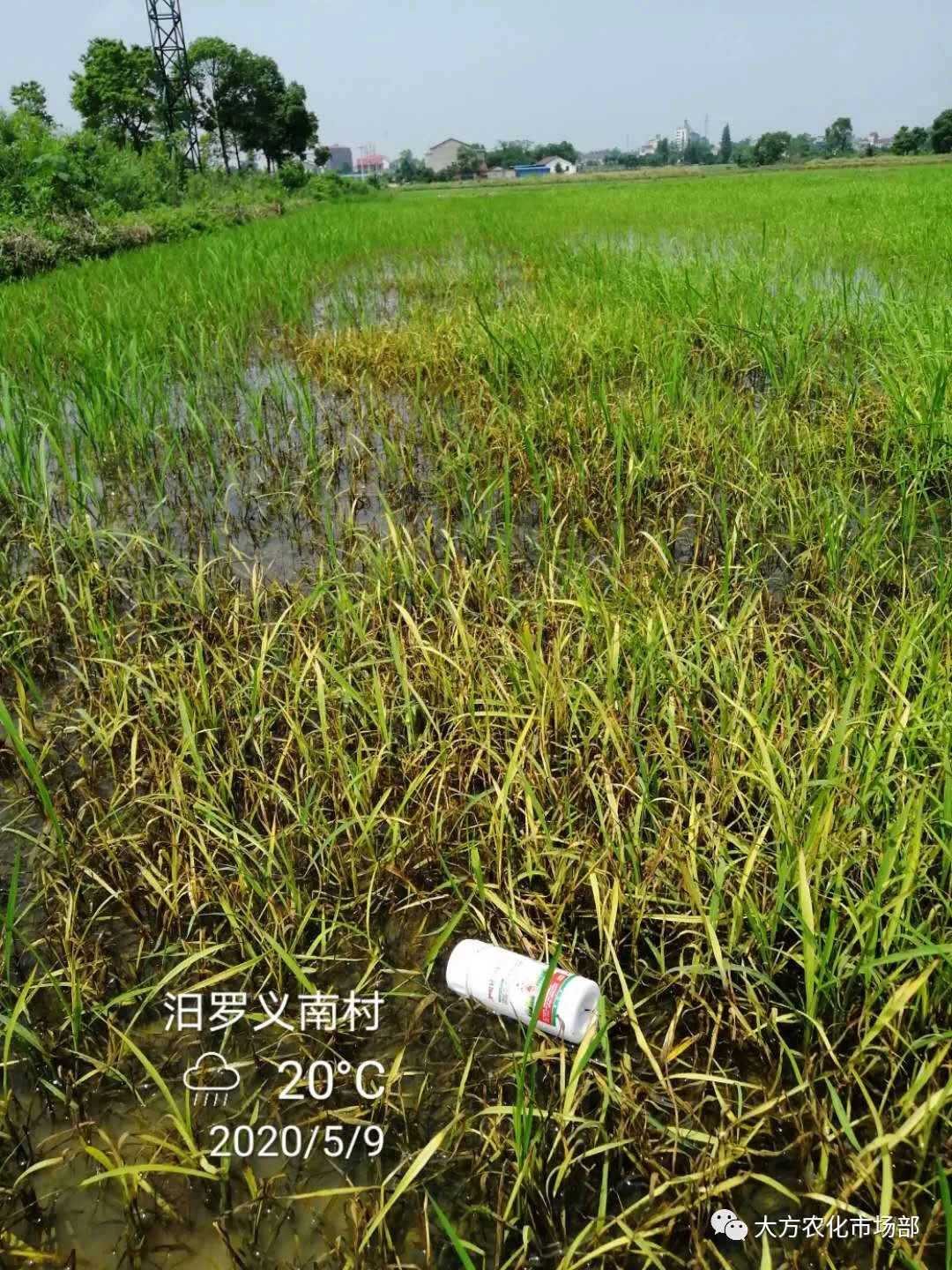 护呵好,领略“稻青草枯”的震撼! 护呵好,领略“稻青草枯”的震撼!
