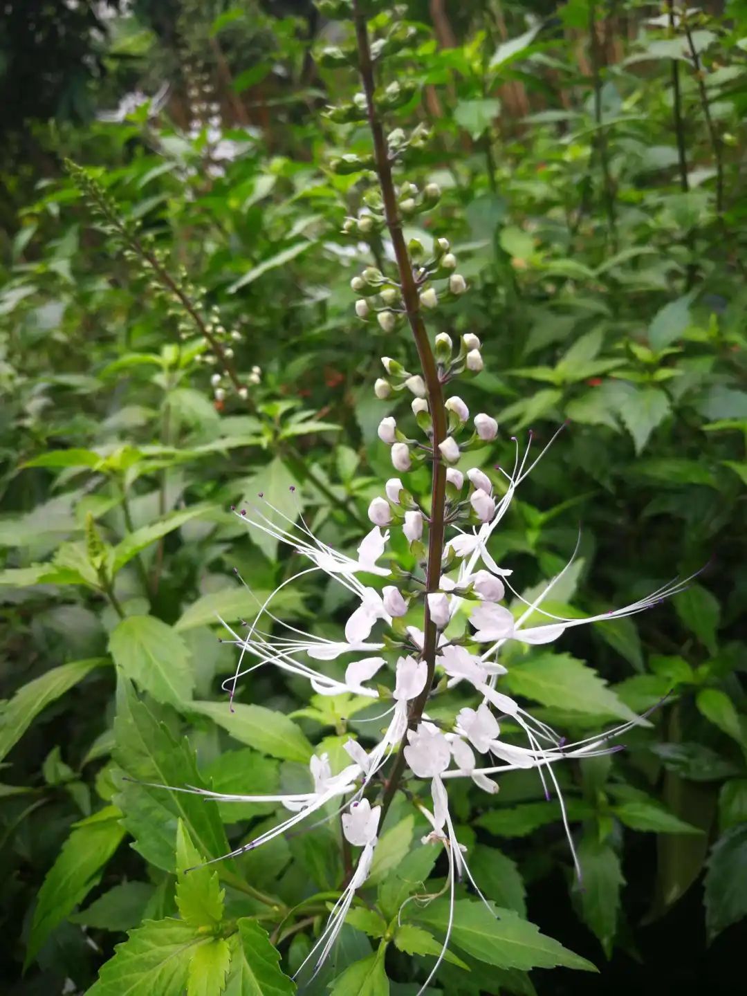 普林科普药材猫须草