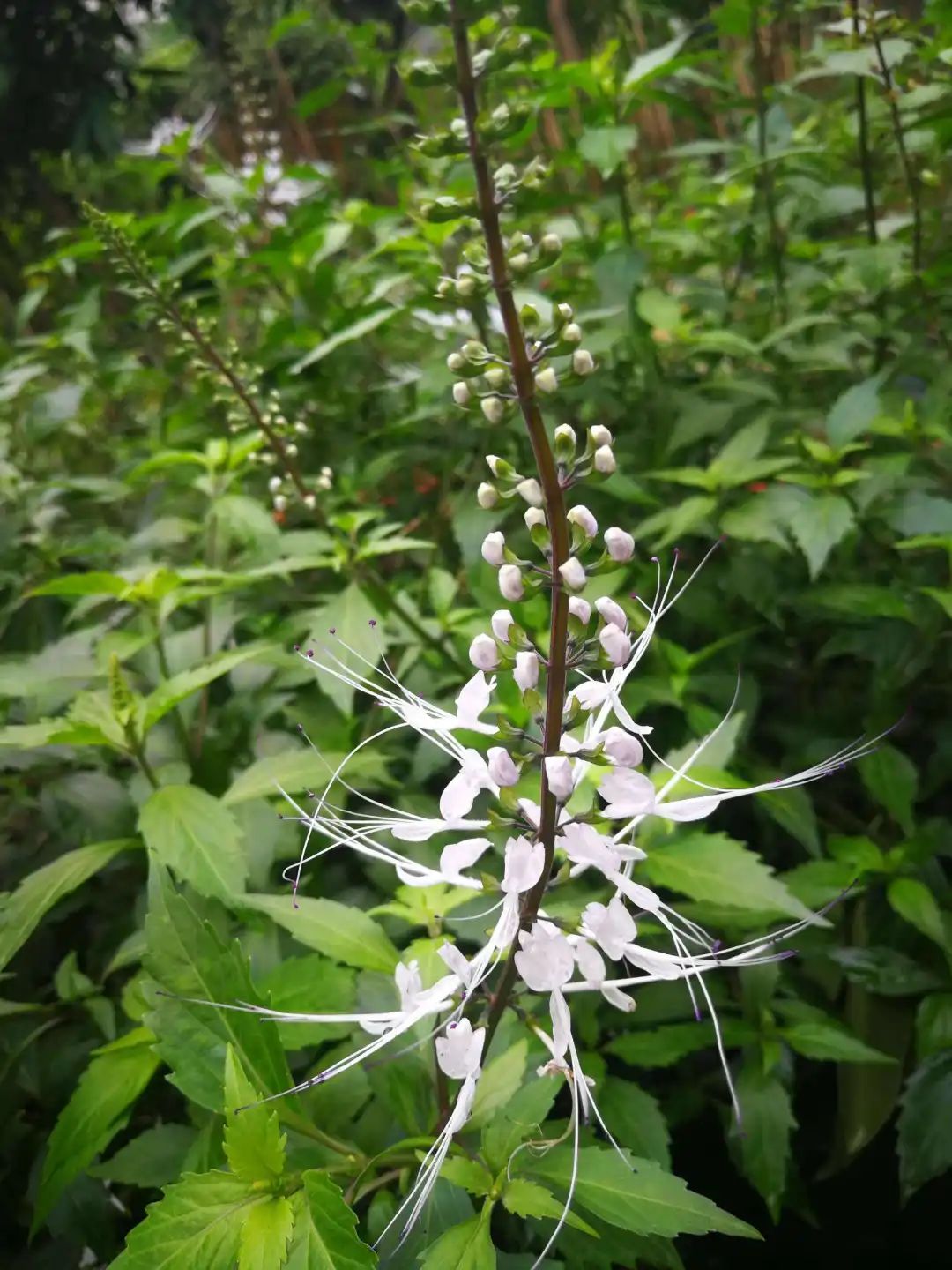 普林科普药材猫须草