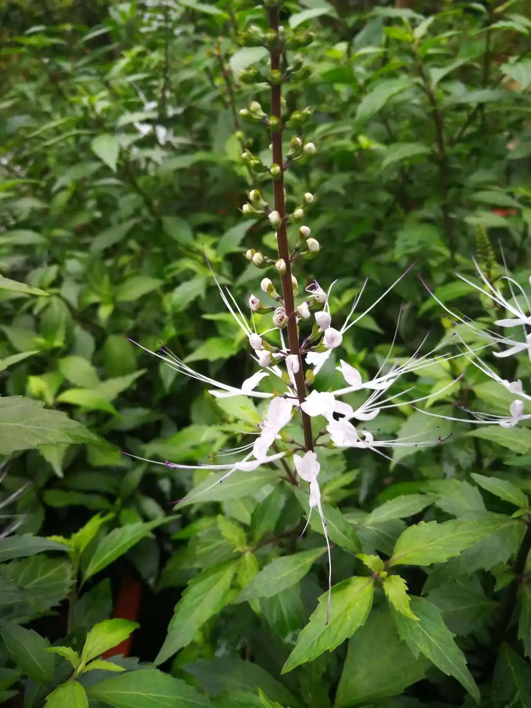 普林科普药材猫须草