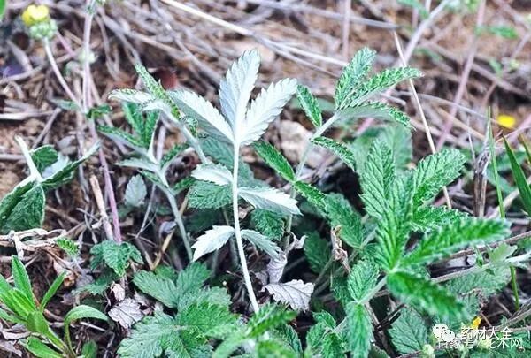 翻白草的功效与作用归经:归肝,胃,大肠经.性味:味甘,微苦,平.