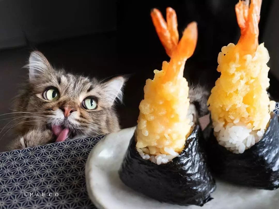 被一隻貓撩到是一種怎樣的體驗？日本網紅喵星人，霸道吃播，在線撩人 寵物 第10張