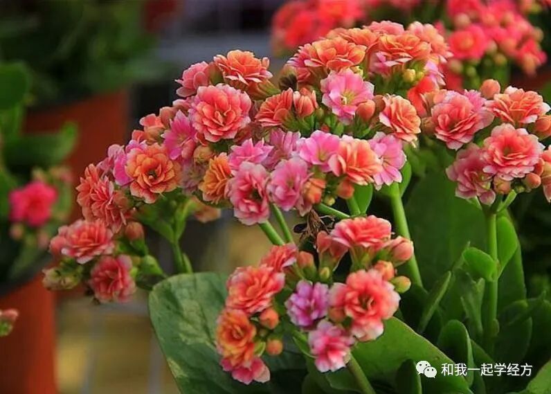 小柴胡汤（五）