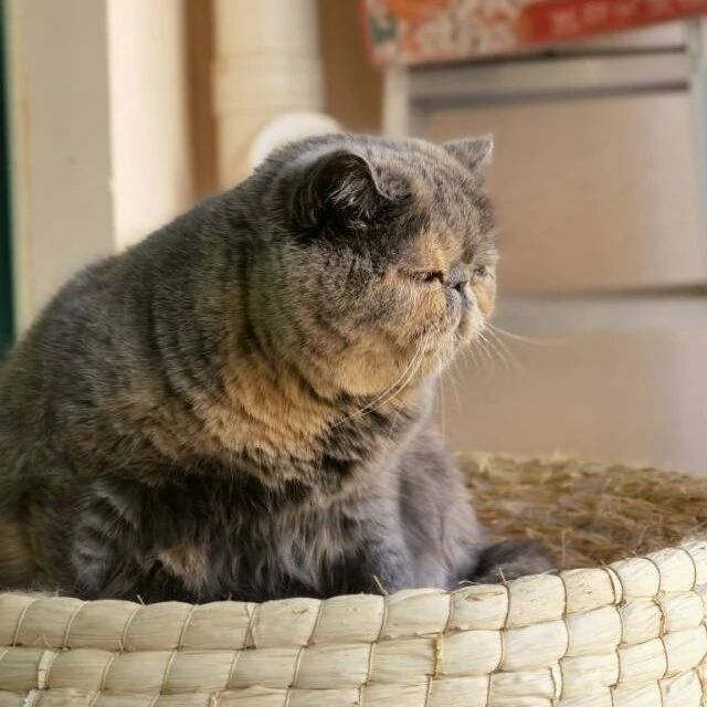 卡夫卡不忙了:不要怕，没事，淡定！|2026-03-10-汉风1918-汉唐归来-惟有中华