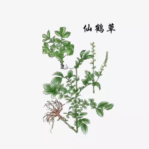 一味中药治疗虚汗有特效仙鹤草