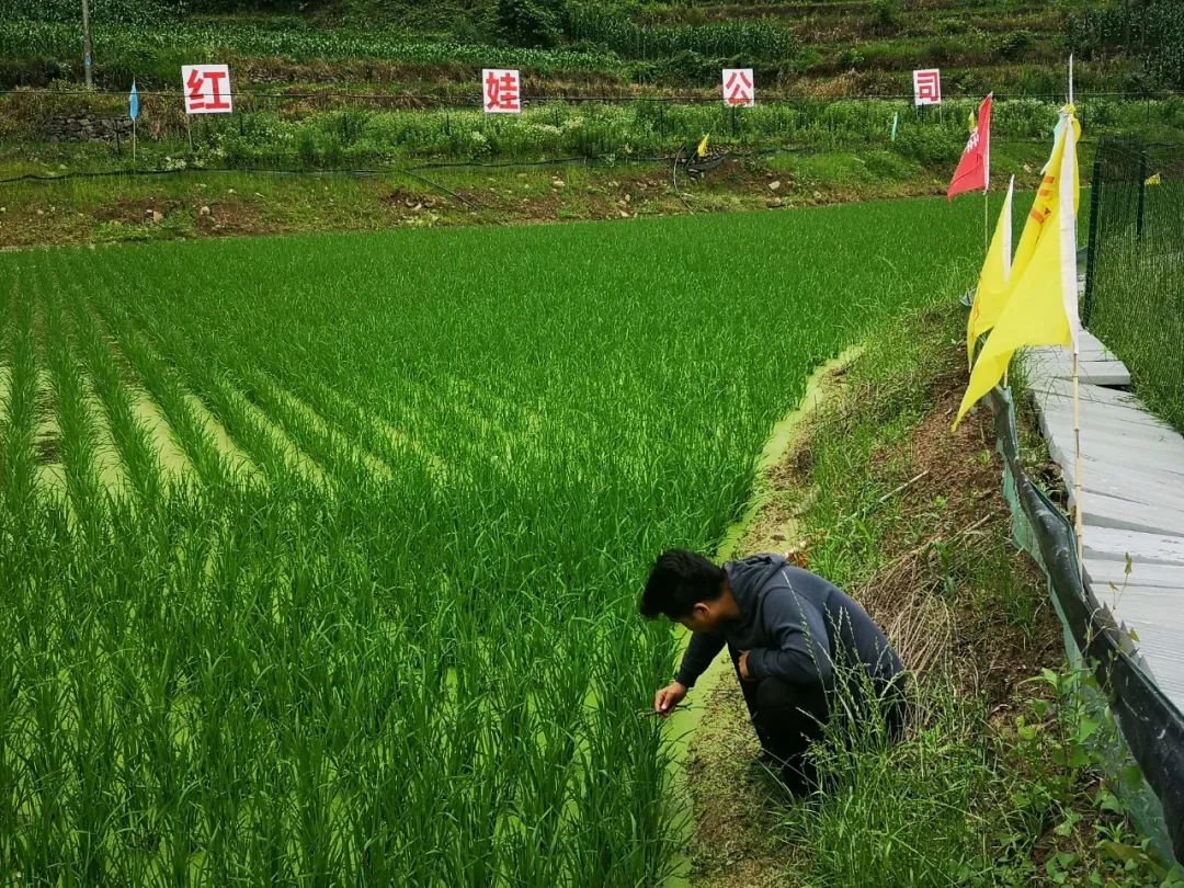 养甲鱼致富视频_养殖甲鱼富豪_致富经养甲鱼