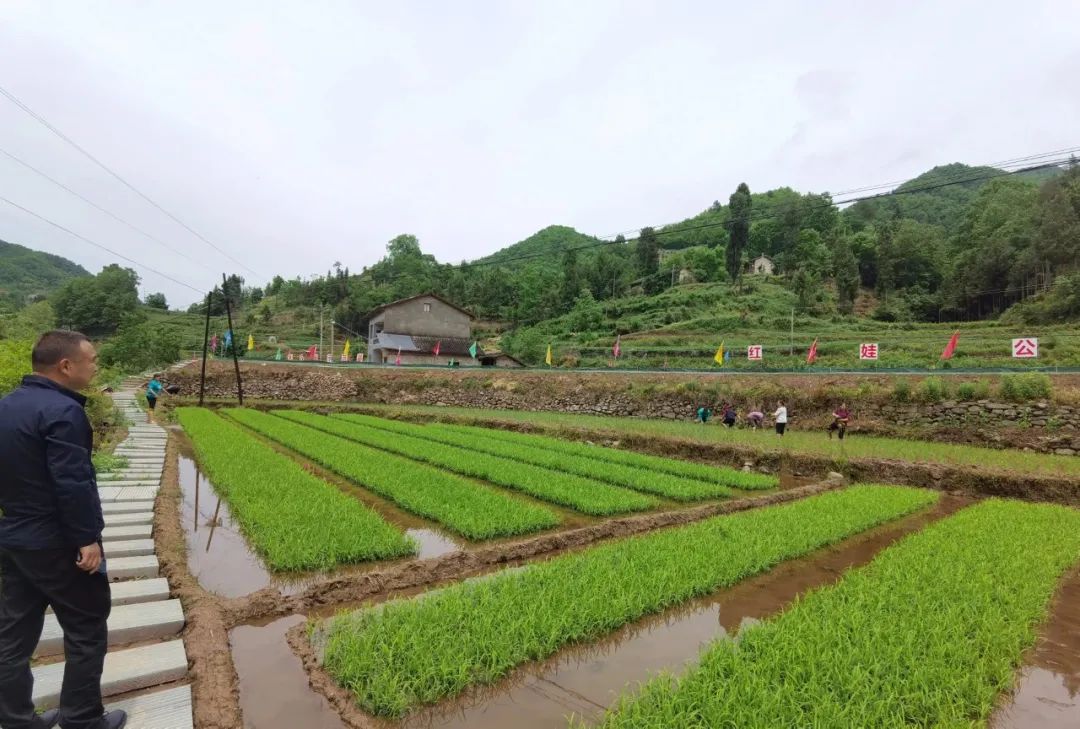 养殖甲鱼富豪_致富经养甲鱼_养甲鱼致富视频