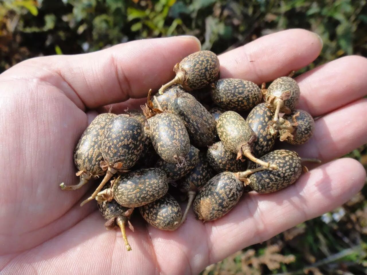 6,左边的芭茅用来扎扫把,右边的本地辣椒,用来做菜调味.