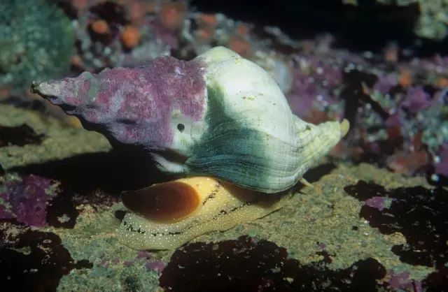 共計:鮮活深海魚類20種,海蝦18種海蟹11種,海貝33種,海螺10種,海蚌8種