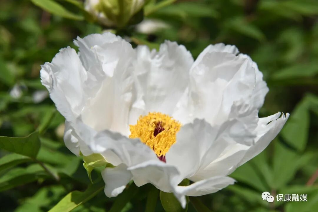 襄阳保康牡丹开了邀你赏国色天香