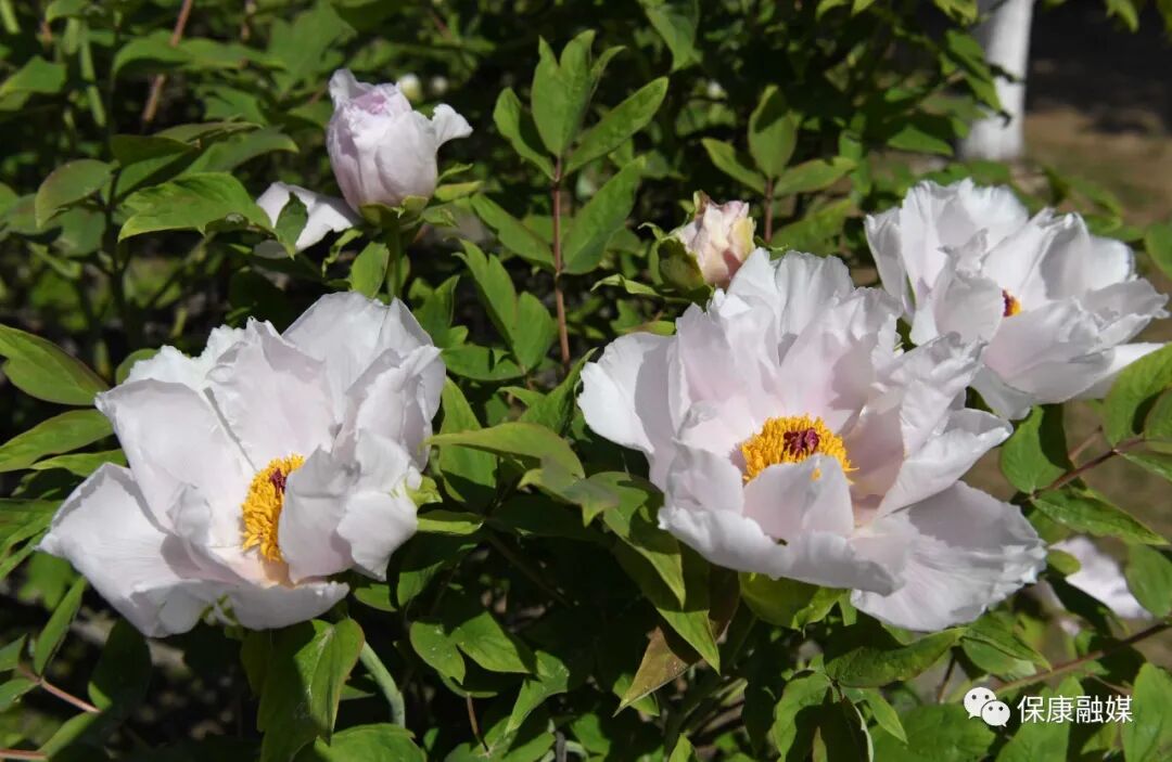 襄阳保康牡丹开了邀你赏国色天香