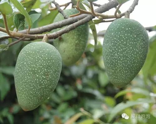 阿里山在哪里_我用尽一生去追求完美与智慧_类似用尽一生去爱的文