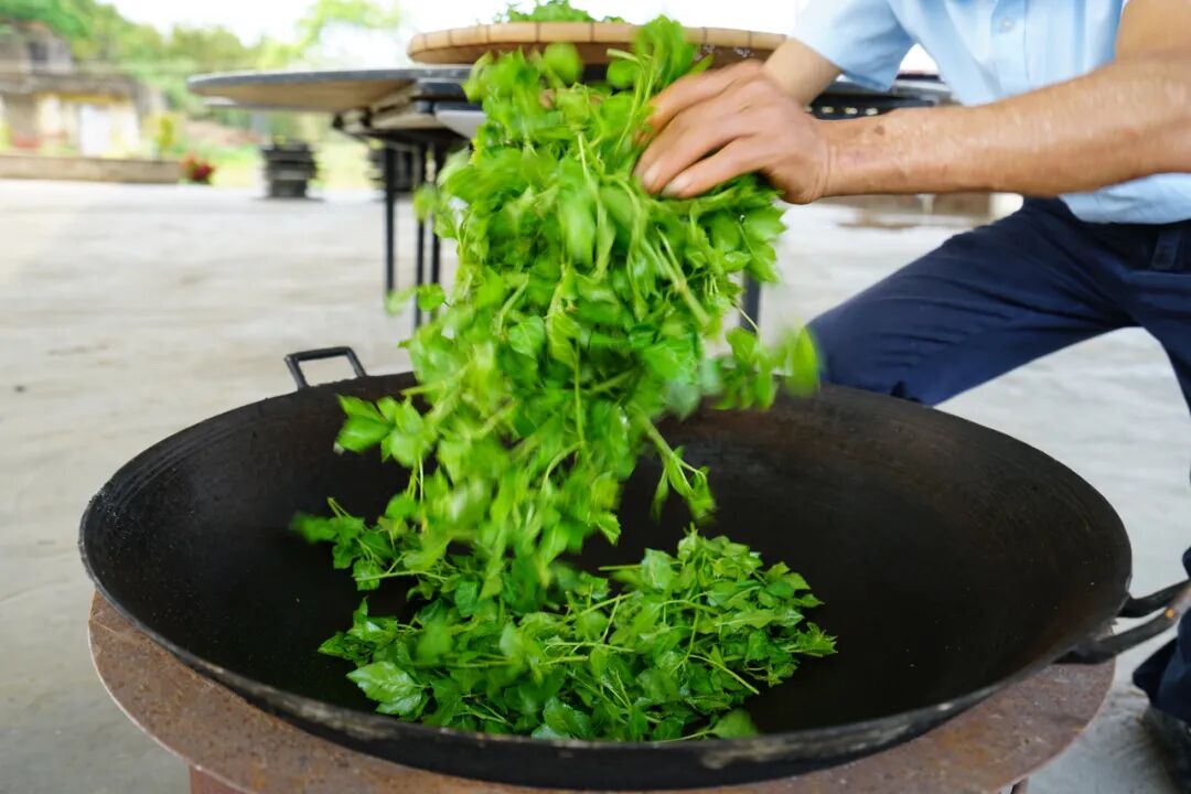 季分明,冬短夏长,温度,降水,光照等各项气候条件均十分适宜簕菜的生长