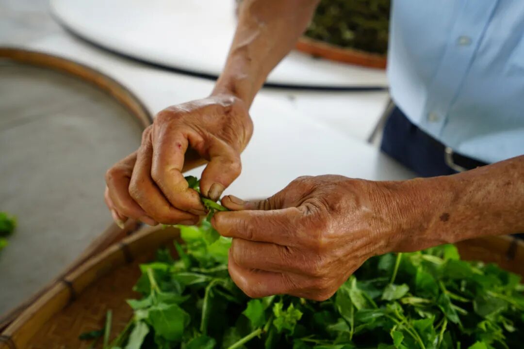 小说《南疆喋血记》等历史文献记载,簕菜茶制作在明末清初已经存在