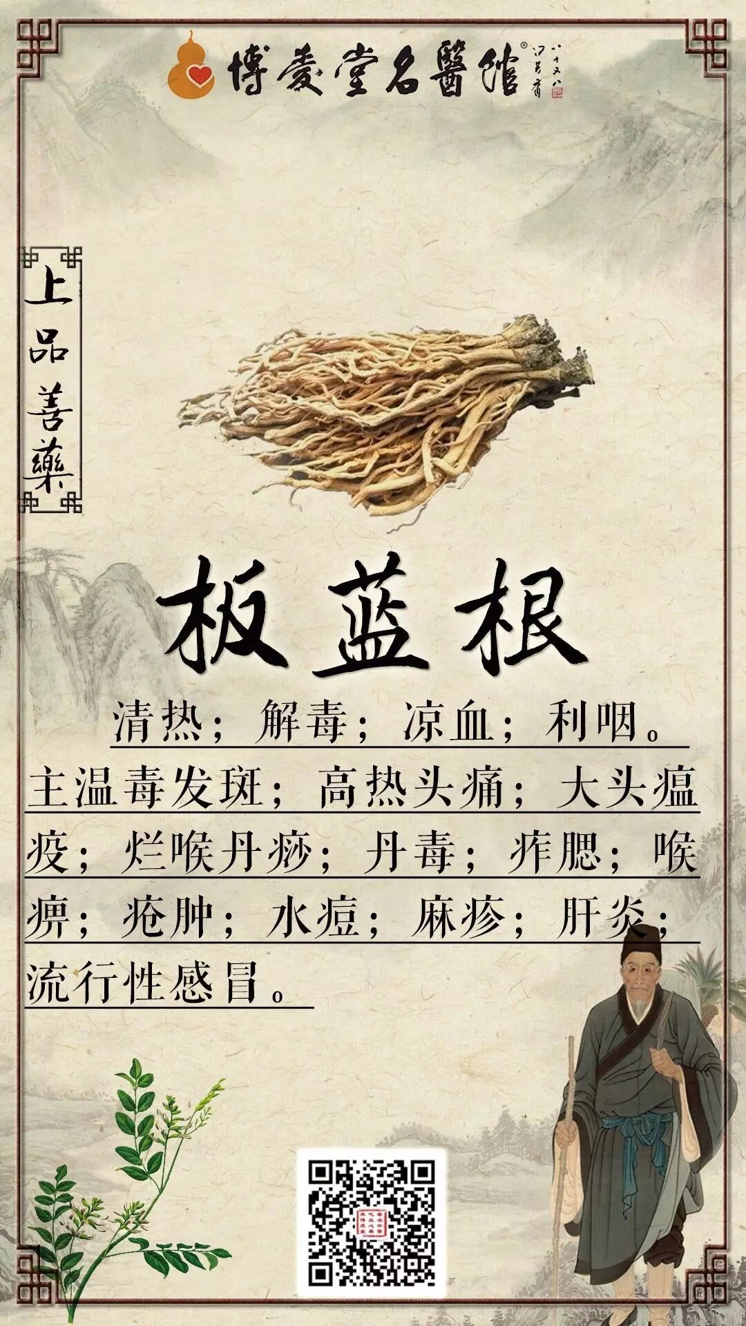 每天学味中药材:上品善药——板蓝根