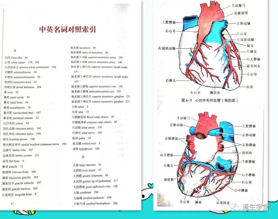 人体医学图片素材_人体医学图片_医学人体解剖图