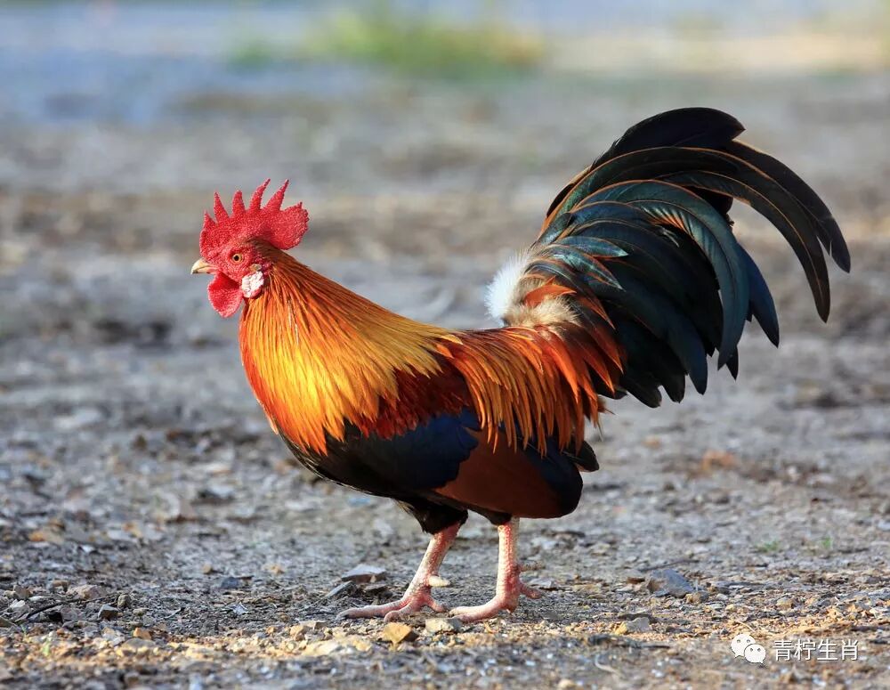 鸡属于五行属什么_鸡属相是哪一年_属鸡的几岁