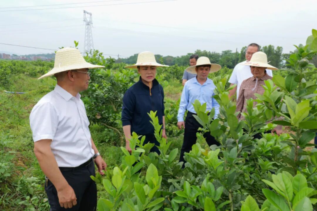 养殖基地,回龙镇龙福村香水柠檬产业基地,钟山镇榕马村玉米种植基地