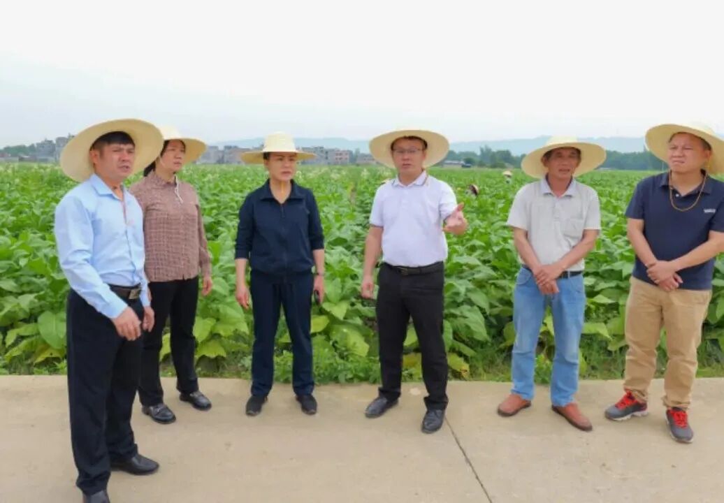 黄卫东调研农业产业发展工作时强调:做强做大农业特色产业新业态 全力