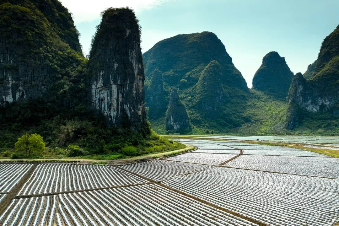 【乡村振兴】广西钟山:绿水青山植心间 水墨美景入画来