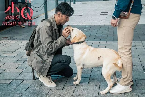 人犬情未了 小q 发终极预告海报中国版 导盲犬小q 诠释爱与忠诚 玫瑰影城 微信公众号文章阅读 Wemp