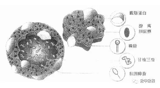 PL生化代表什么《临床生物化学》·第四章·血浆蛋白及其代谢紊乱-上海聚慕医疗器械有限公司