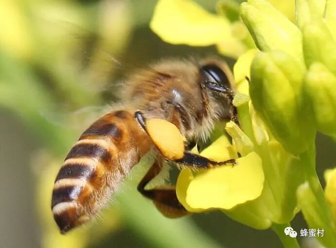 蜜蜂是昆虫吗 蜂蜜村 微信公众号文章阅读 Wemp