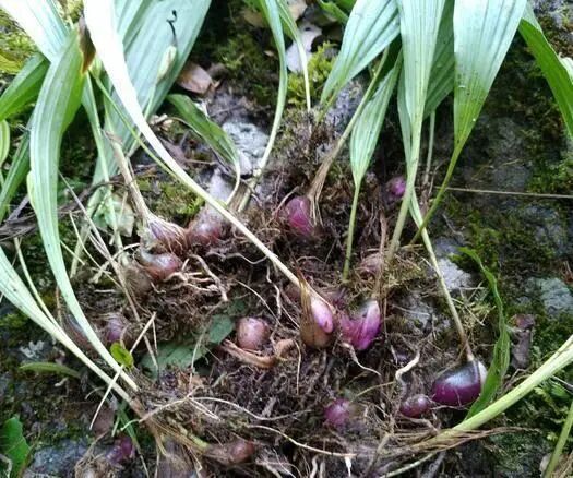 【每日一味中药】山慈姑