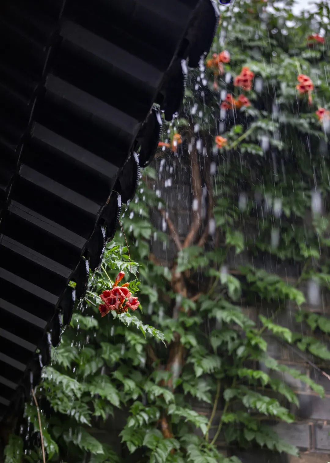 雨中的南京，太可了！ 旅遊 第42張