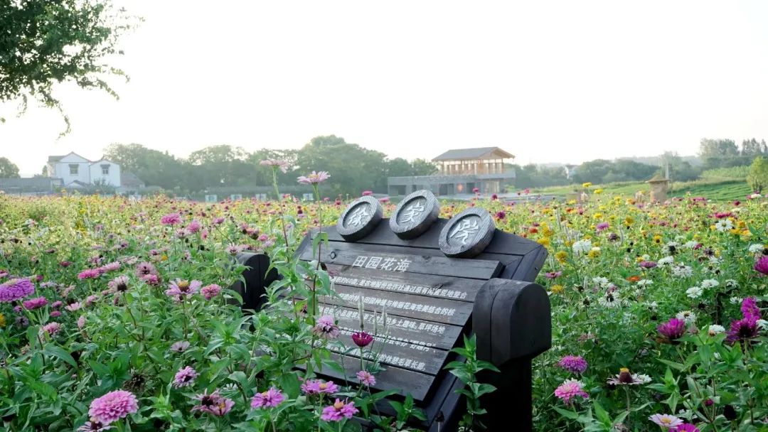 十一好去處 | 美炸了！南京江寧這片秋日花海藏不住了！ 旅遊 第9張