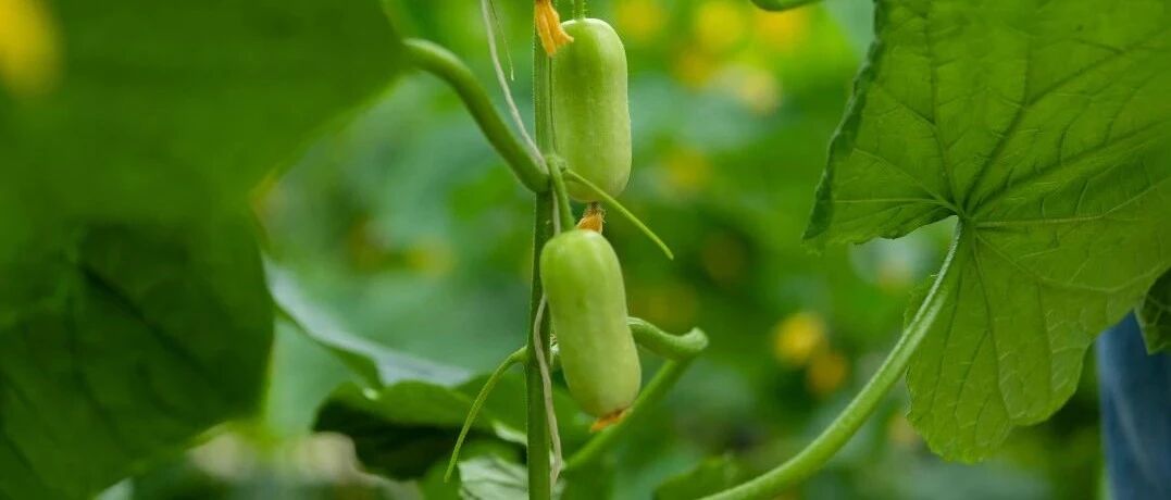 瓜熟啦！来种博会现场，“奇瓜异果”抢先看！