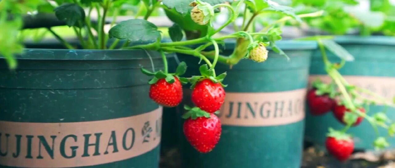 丰收江宁 | 种下这株阳台盆栽，让丰收触手可及