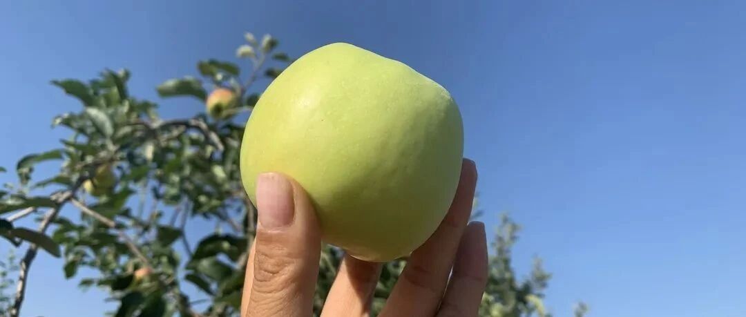 减肥果来啦！鲜脆青苹果现摘现发，解暑刮油，黄金酸甜太爽口了！