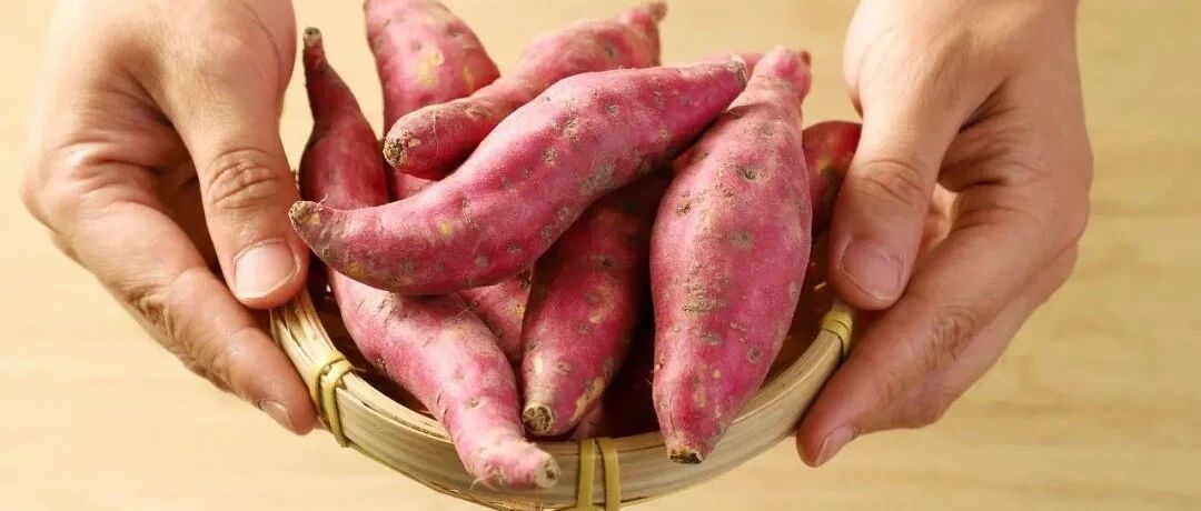 拥有鉴定证书的【天目山小香薯】，细嫩粉糯，现挖现发，新鲜到家！