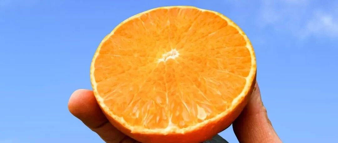 长在树上的“果粒橙”！可以吸着吃的爱媛38号果冻橙来了，鲜甜无渣，入口爆汁！