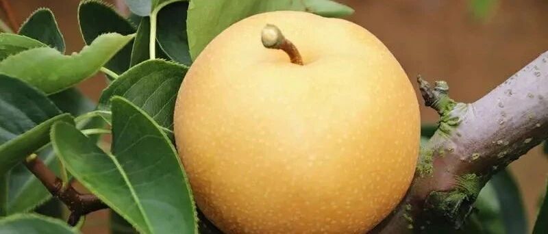 巨大！清甜！爆多汁！年年出口的冰糖丰水梨，咔嚓一口，润燥又去火~