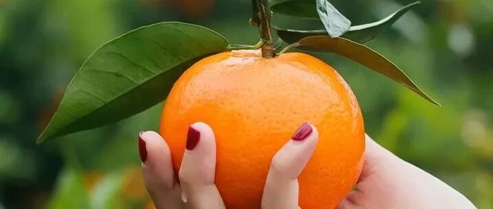 以色列沃柑8年找寻中国归属地！CCTV常驻报道，黄金酸甜比，一口气吃好几个！