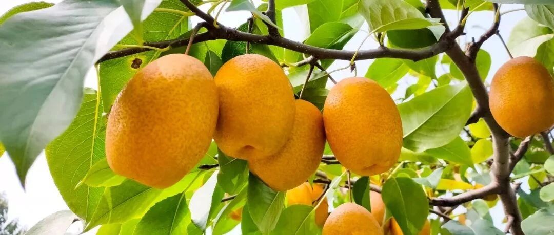 秋天嗓子干痒，咳个不停？多吃这款“药梨”，1颗≈1瓶梨膏，缓咳润肺效果好~