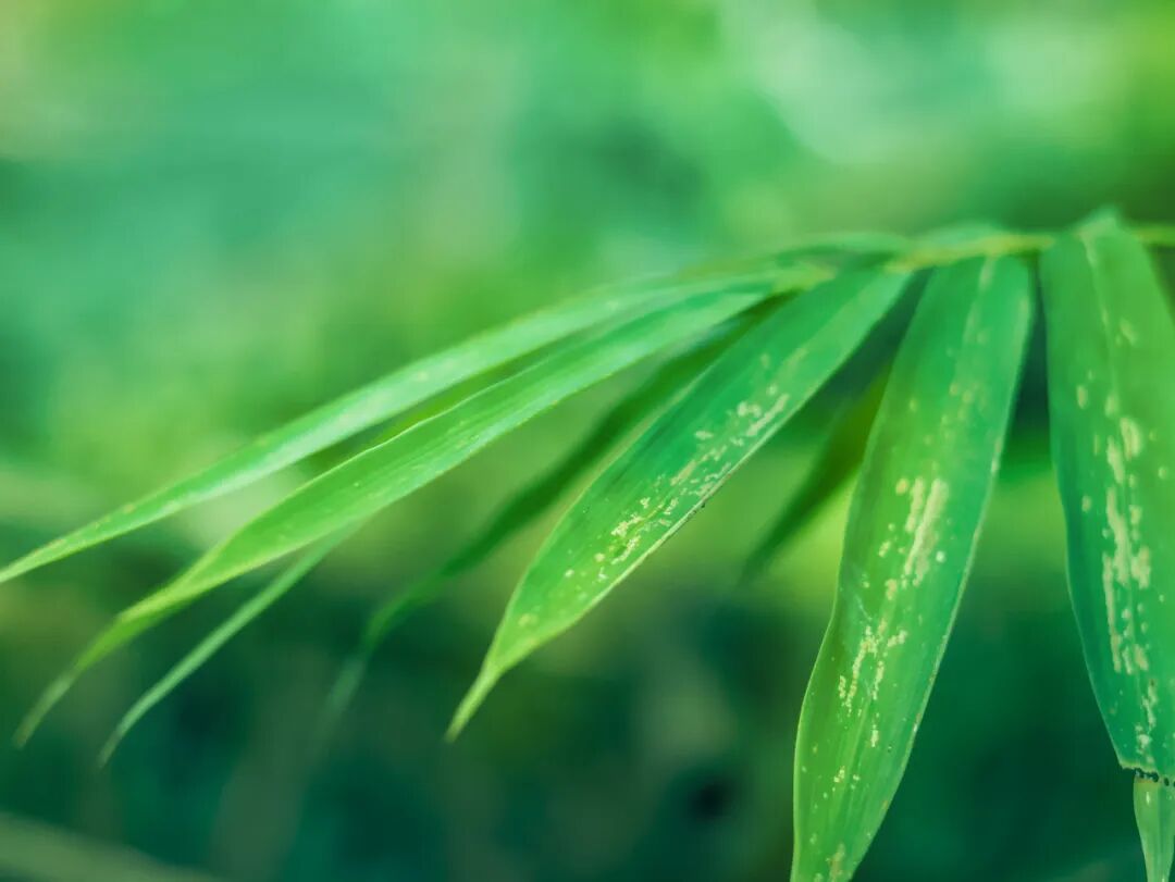 端午节 | 时光轻裹思念·粽香遥寄安康