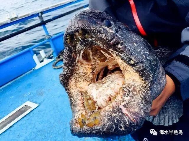 海洋美食系列2深海怪兽