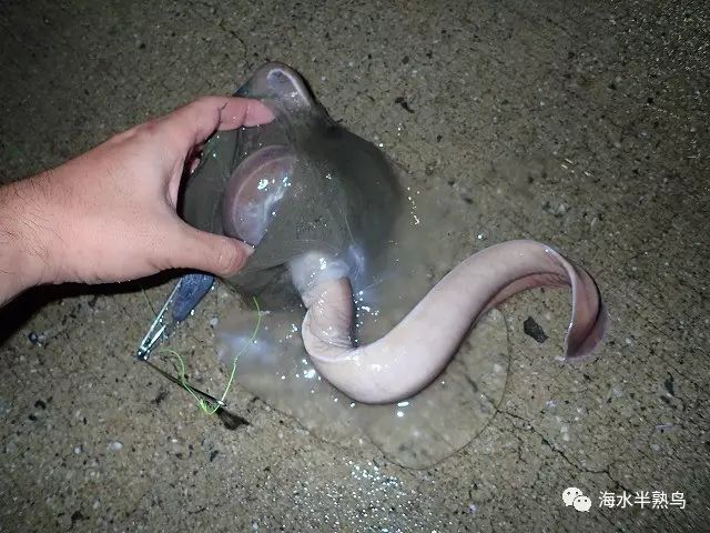 海洋美食系列4惊异的粘液深海生物