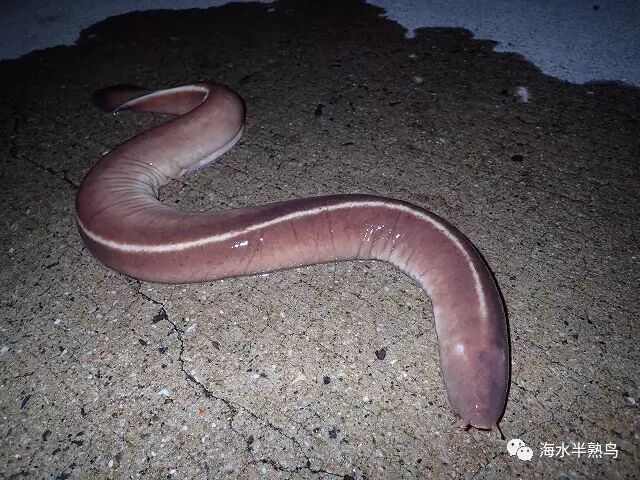 让我们来看一下盲鳗的本体,把盲鳗从预想以上牢固的粘液中剥离,体色是