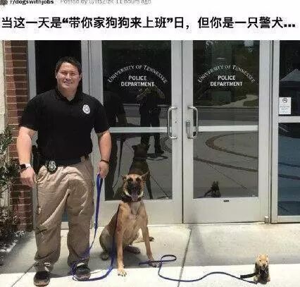 一只警犬德牧携带我们的宠物狗狗上班，萌翻了全