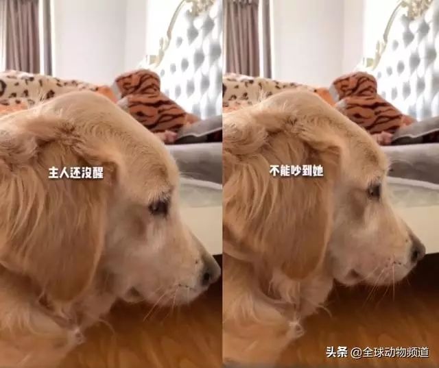 大金毛的一天，你看到哪一幕时落泪的…