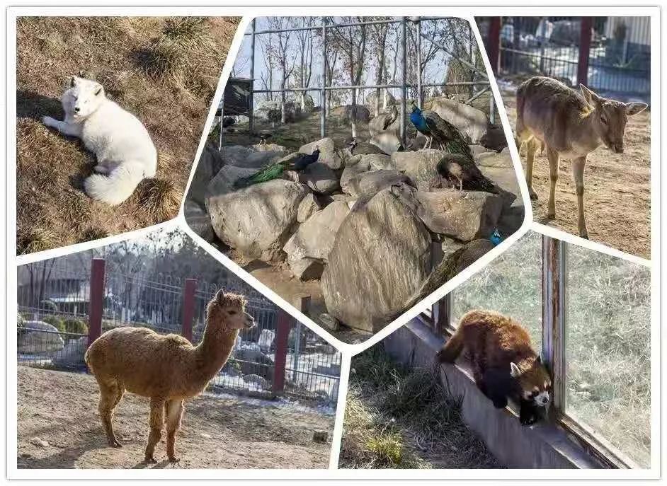 開館西安城市動物園可以免費預約啦