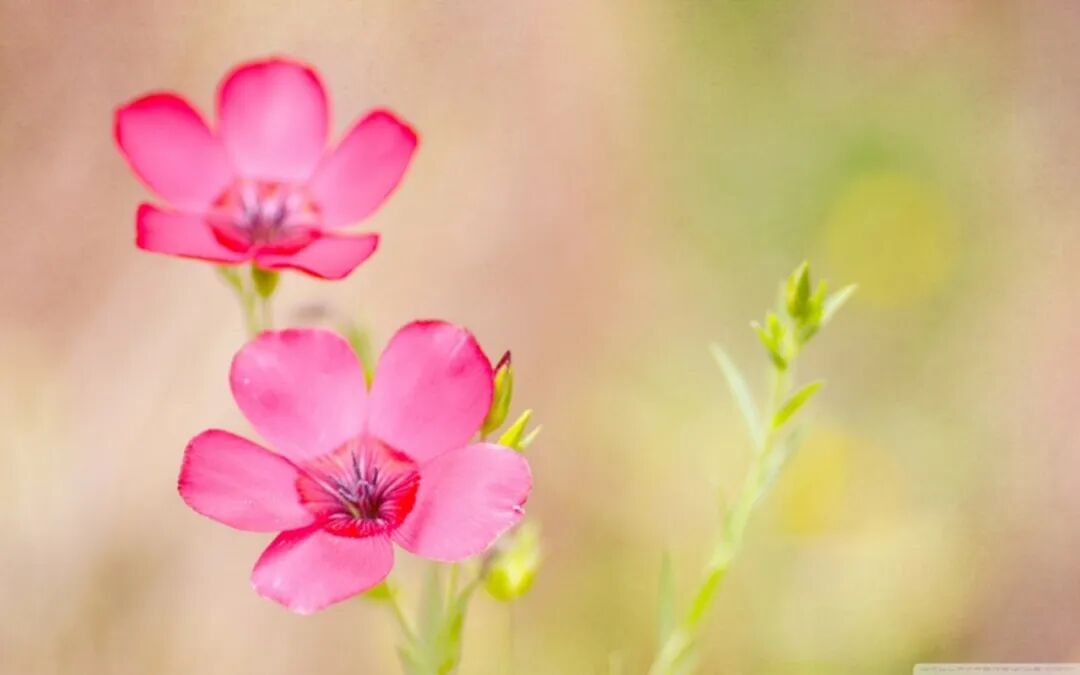 补肾壮阳的仙灵脾(淫羊藿)是一味怎样的中药？