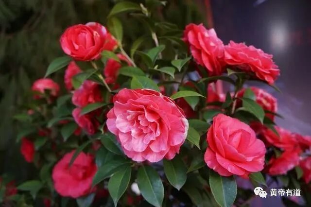 中医谈：中医药治疗脱发(斑秃、全秃、普秃、溢脂性脱发)