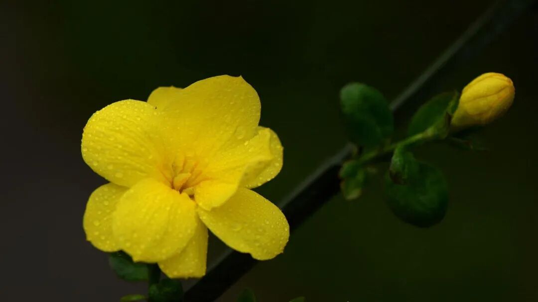 被赞“中药伟哥”，它竟有这些功效？