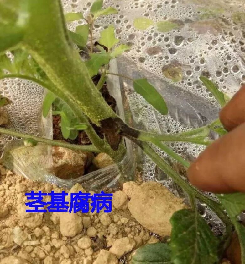番茄黑杆啥原因两种病症莫轻心