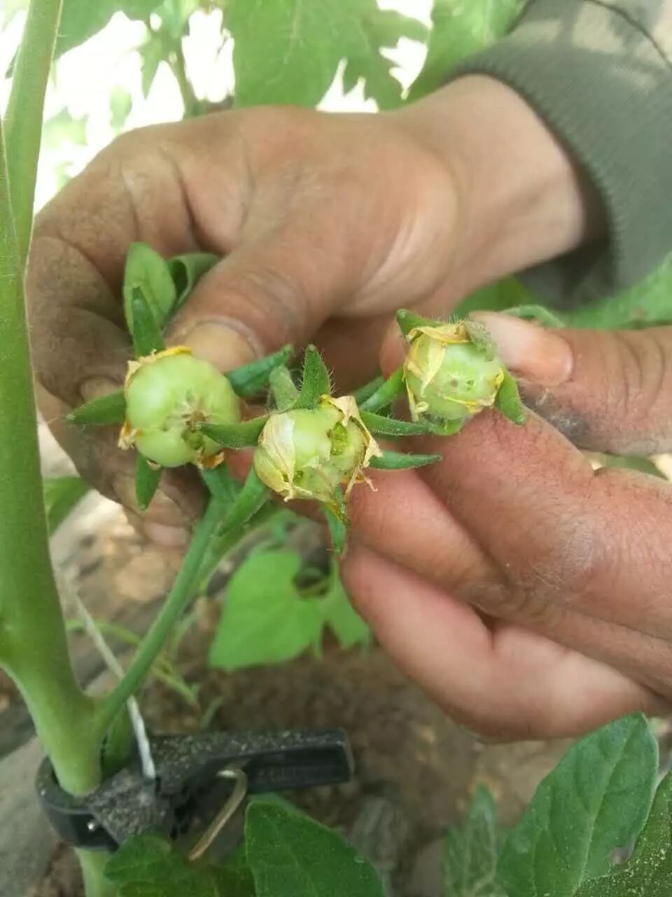 番茄果实脐部开裂露籽是一种生理障碍,原因是低温期主要花芽分化期